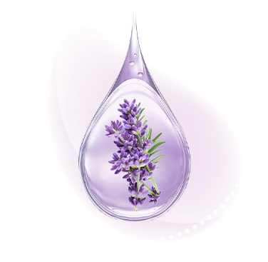 Caurspīdīgs lavandas eļļas piliens uztver gaismu, atklājot tās tumši violeto toni un nomierinošo lavandas esenci.