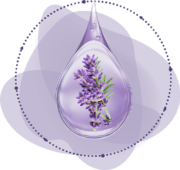 Caurspīdīgs lavandas eļļas piliens uztver gaismu, atklājot tās tumši violeto toni un nomierinošo lavandas esenci.
